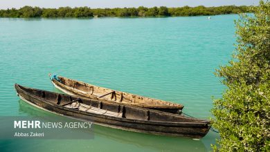 جنگل حرا سهیلی؛ شگفتی سبز قشم