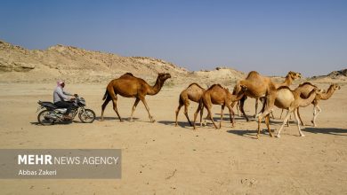سهیلی؛ روستایی با سنت دیرینه شترداری