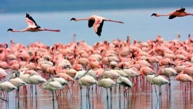 مهاجرت فلامینگوها به سواحل مکران؛ فرصتی برای توسعه گردشگری